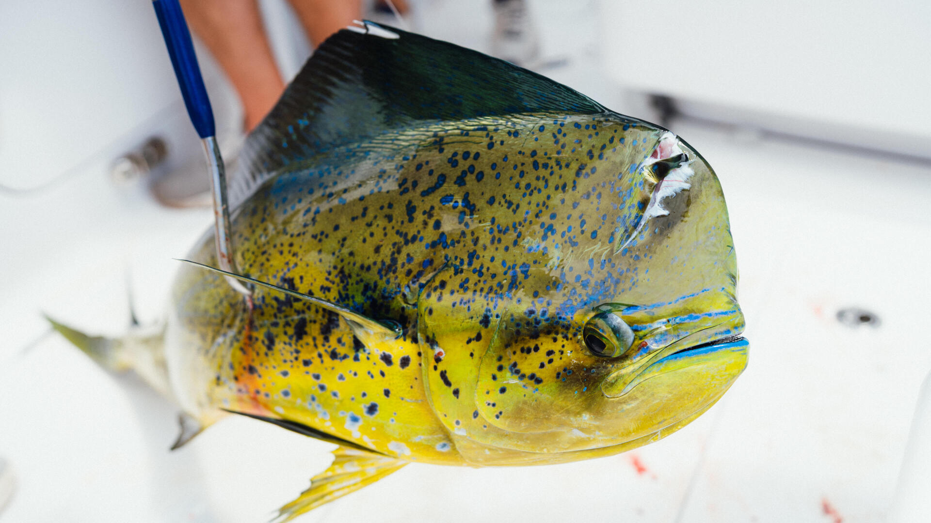 Vibrant yellow and blue mahi-mahi fish held up on a boat deck during a fishing tournament