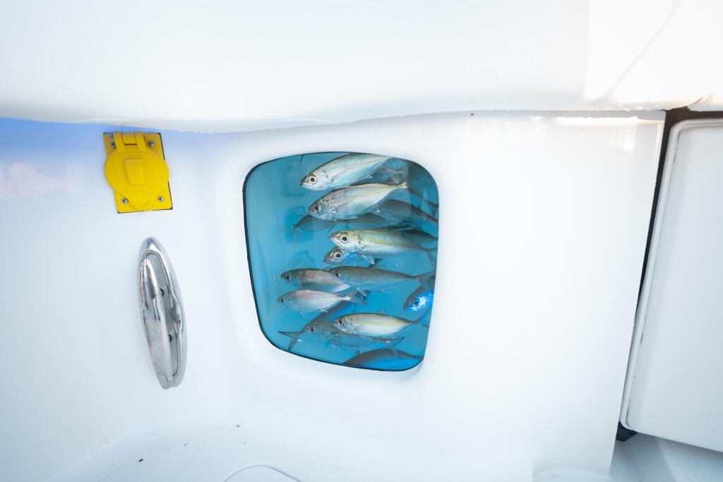 Blue livewell filled with fresh-caught mackerel and other fish on boat's white hull