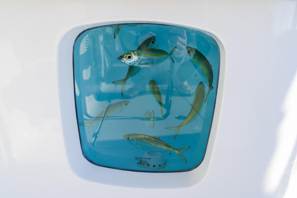 Fish swimming in a blue livewell tank mounted on a boat deck