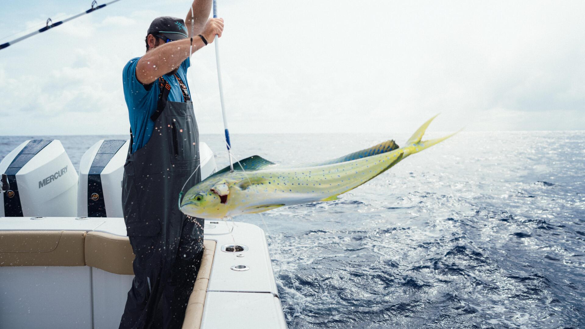 Angler aboard a sport fishing boat hoists a large mahi-mahi caught offshore during a blue marlin tournament