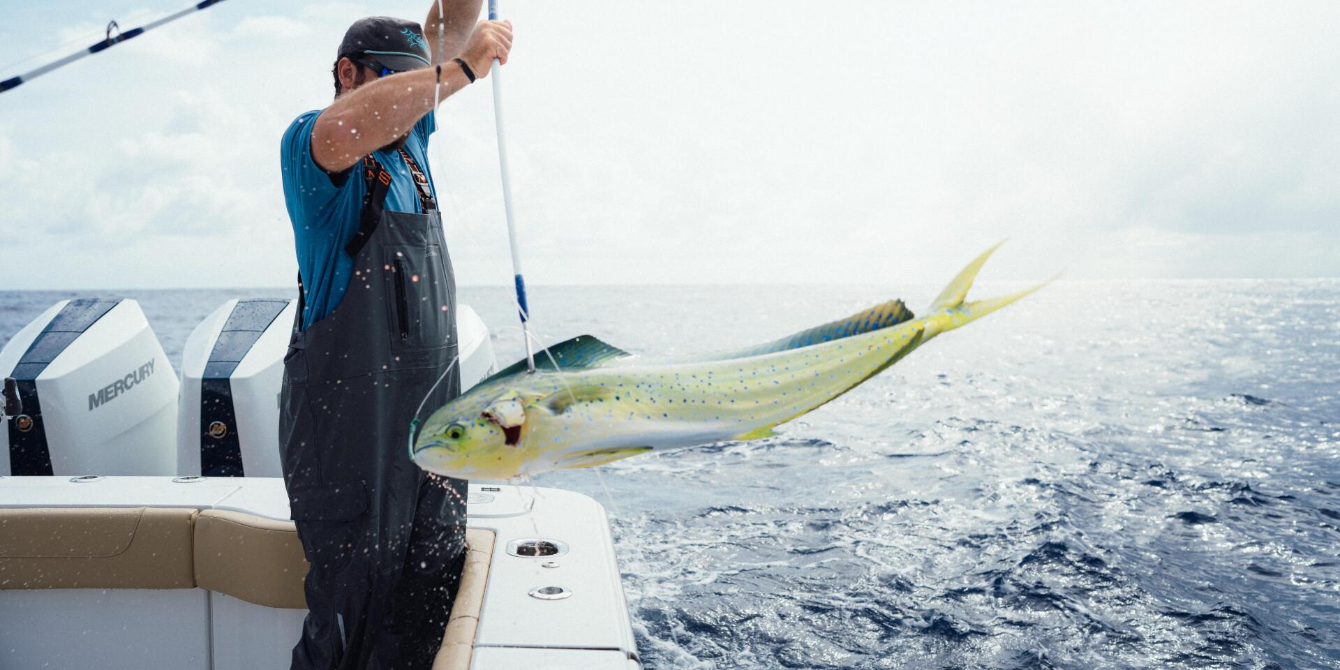 Angler aboard a sport fishing boat hoists a large mahi-mahi caught offshore during a blue marlin tournament
